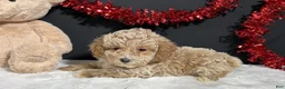 Toy Poodle dogs for sale: Addie - Ad 6