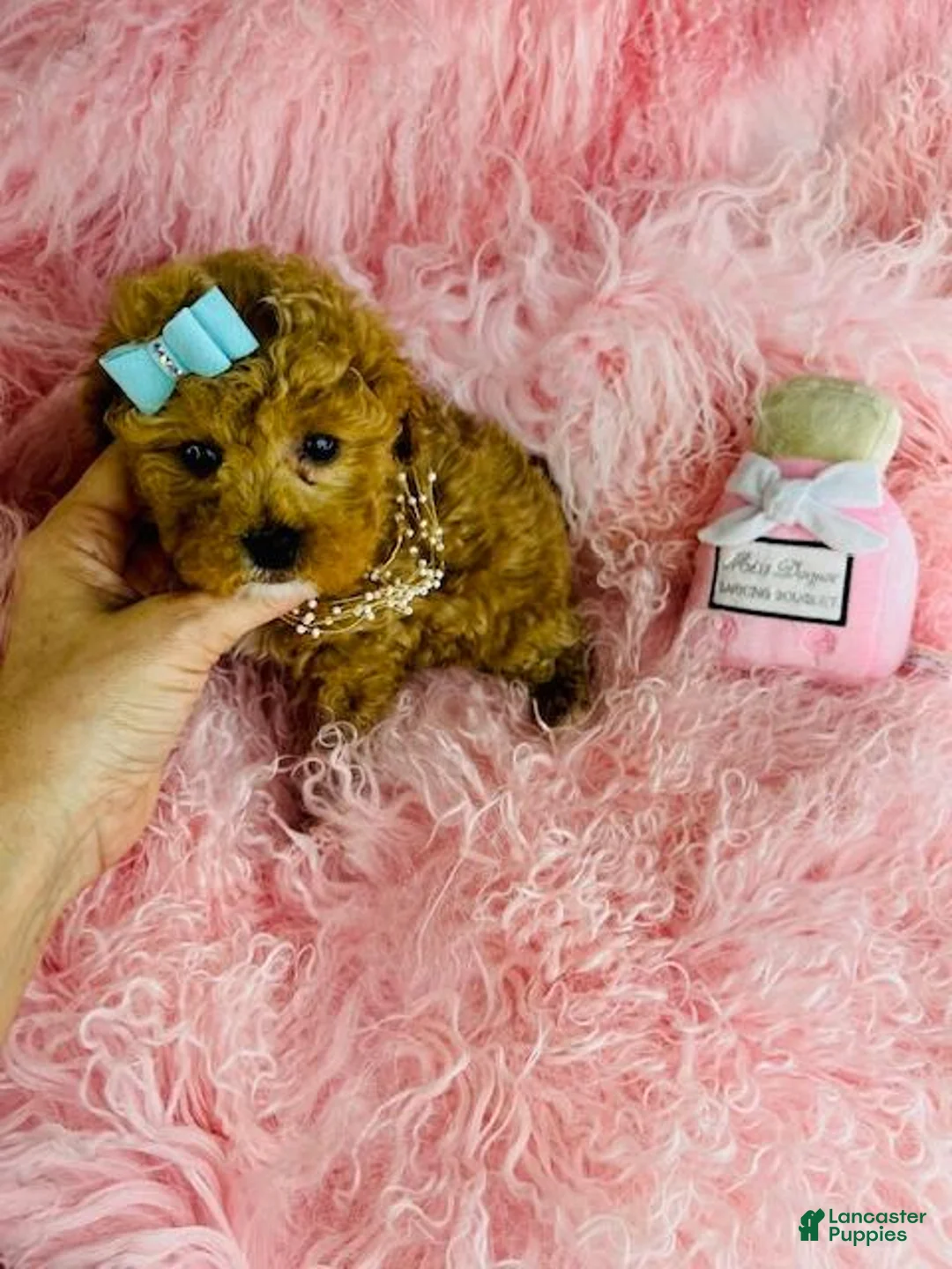 Toy Poodle dogs for sale: Toy Poodle Puppy 1 - Ad 2