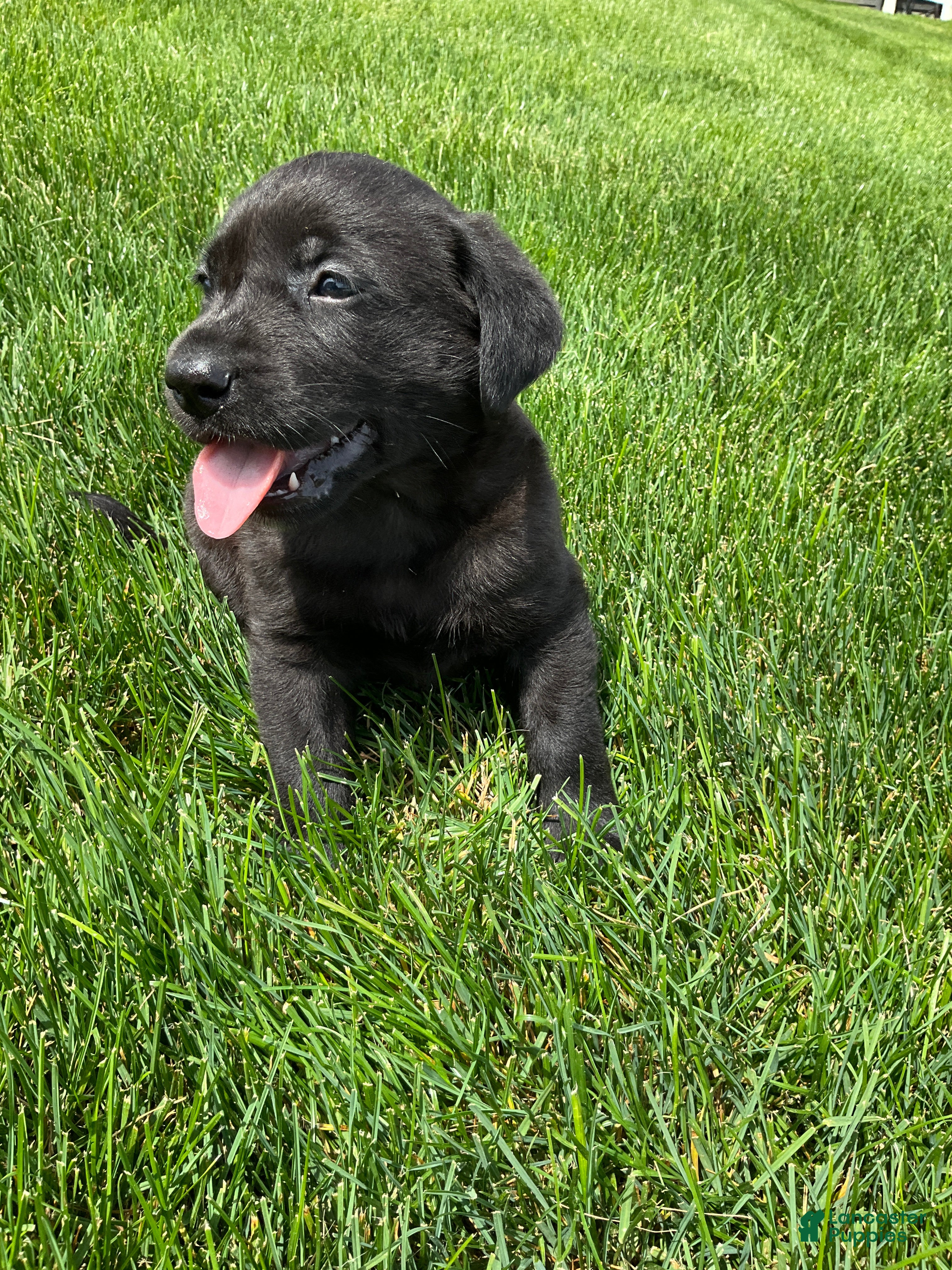 Labrador Retriever dogs for sale: Milo - Ad 1