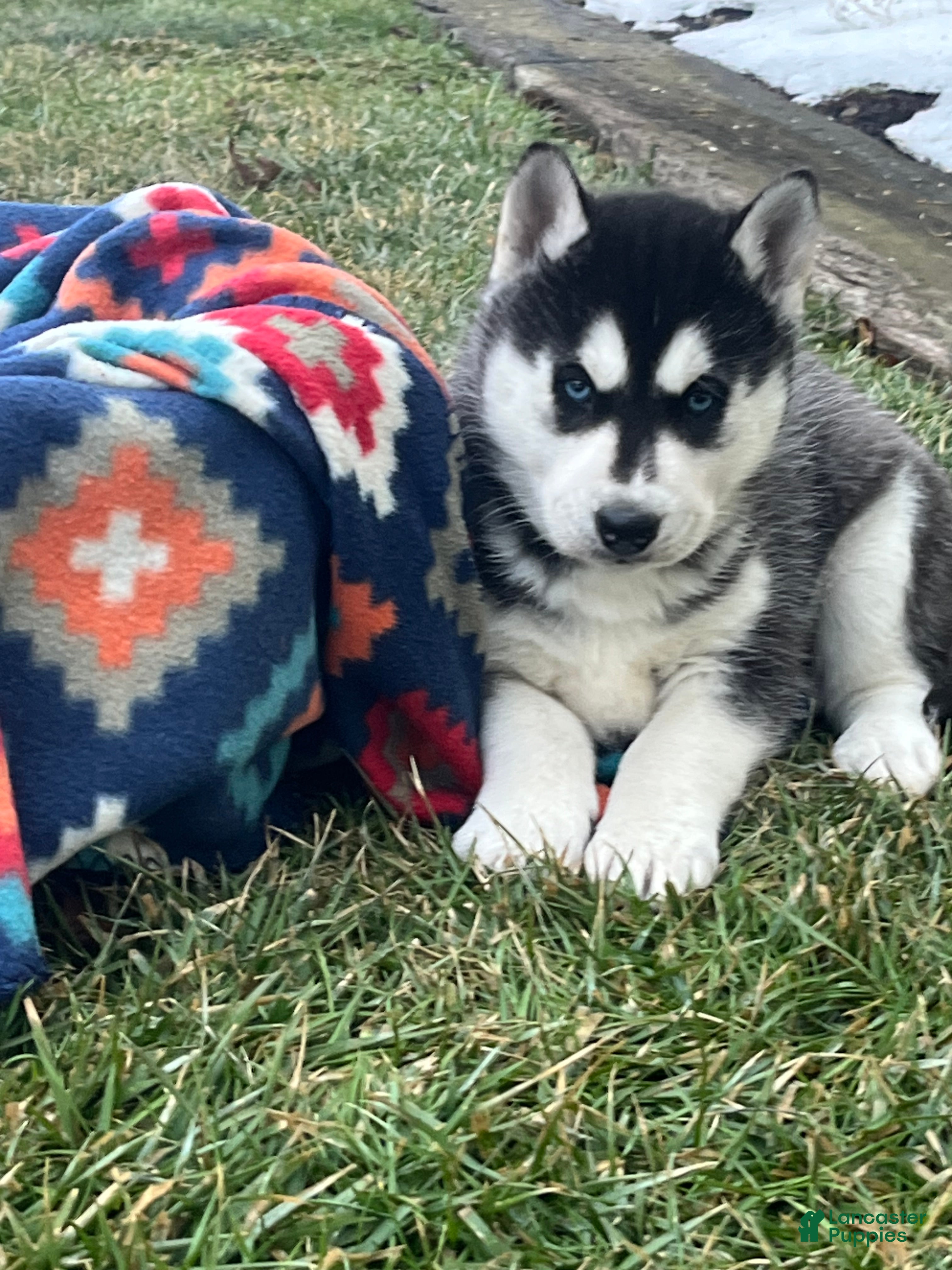 Siberian Husky dogs Luna❤️Akc❤️Call 717-925-6681 - Ad 35
