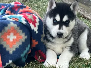 Siberian Husky dogs Luna❤️Akc❤️Call 717-925-6681 - Ad 35