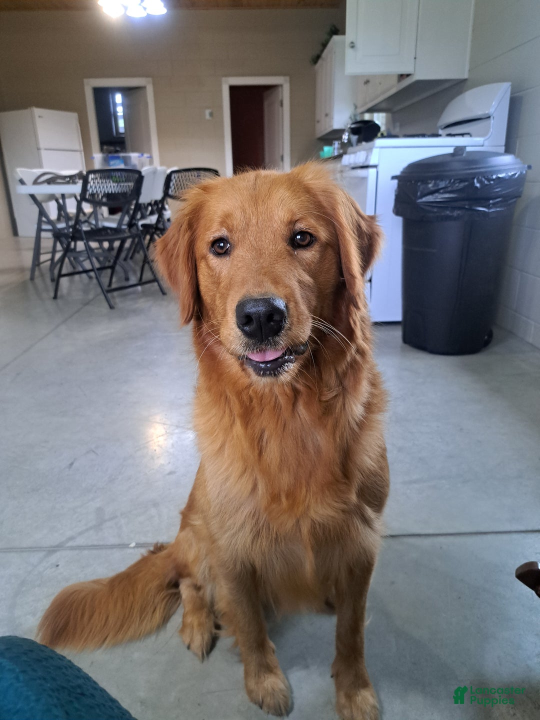 Golden Retriever dogs for sale: Lulu - Ad 5