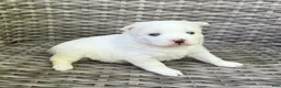 Pomsky dogs for sale: Ophelia - Ad 2