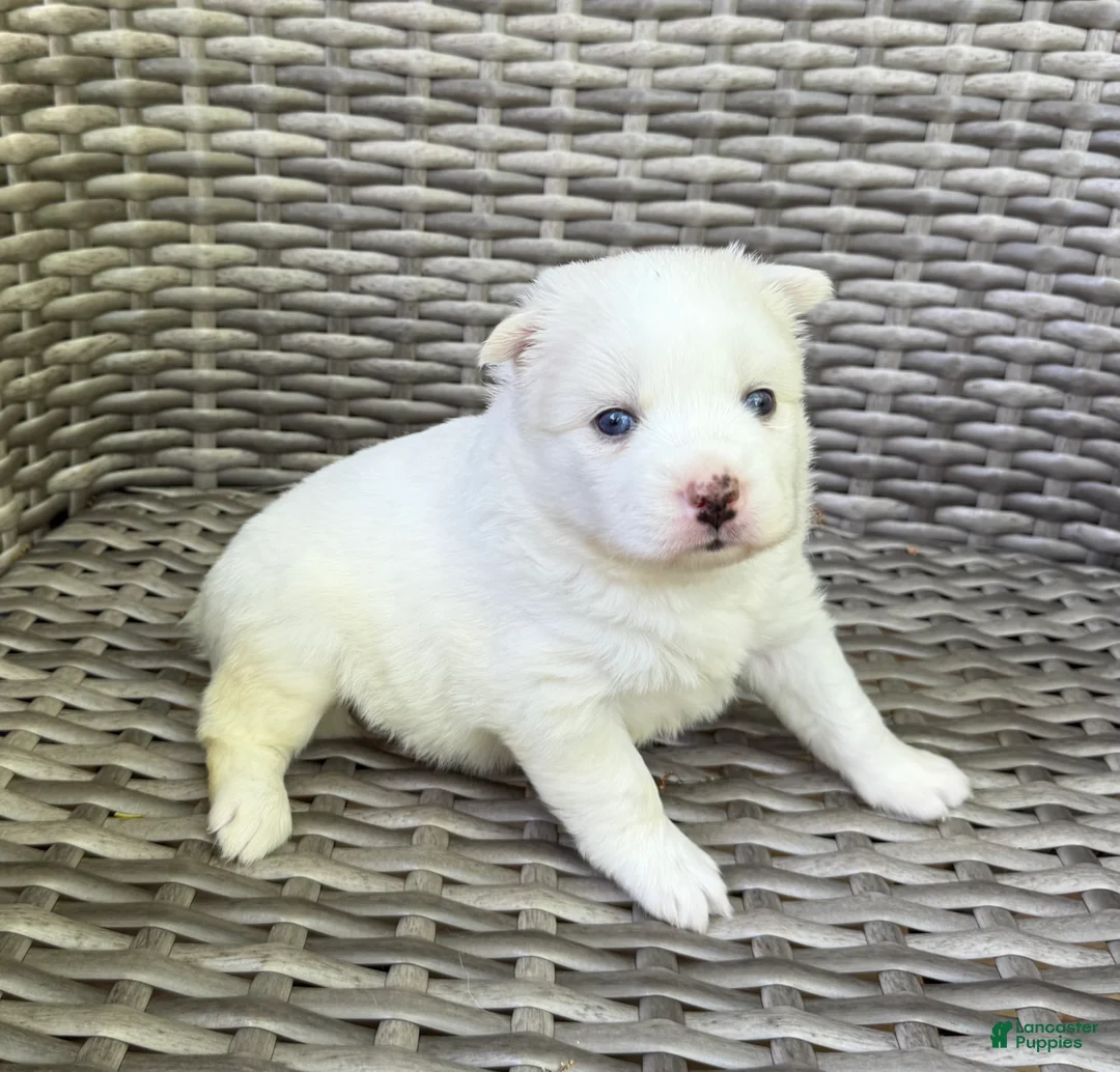 Pomsky dogs for sale: Ophelia - Ad 2