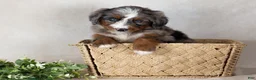 Bernedoodle dogs for sale: Scout - Ad 2
