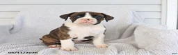 Boxer dogs for sale: Rocky - Ad 4