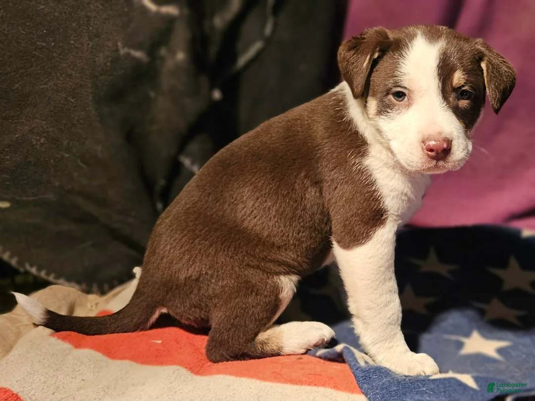 Border Collie dogs for sale: CeeCee (Blue Eyes) - Ad 7