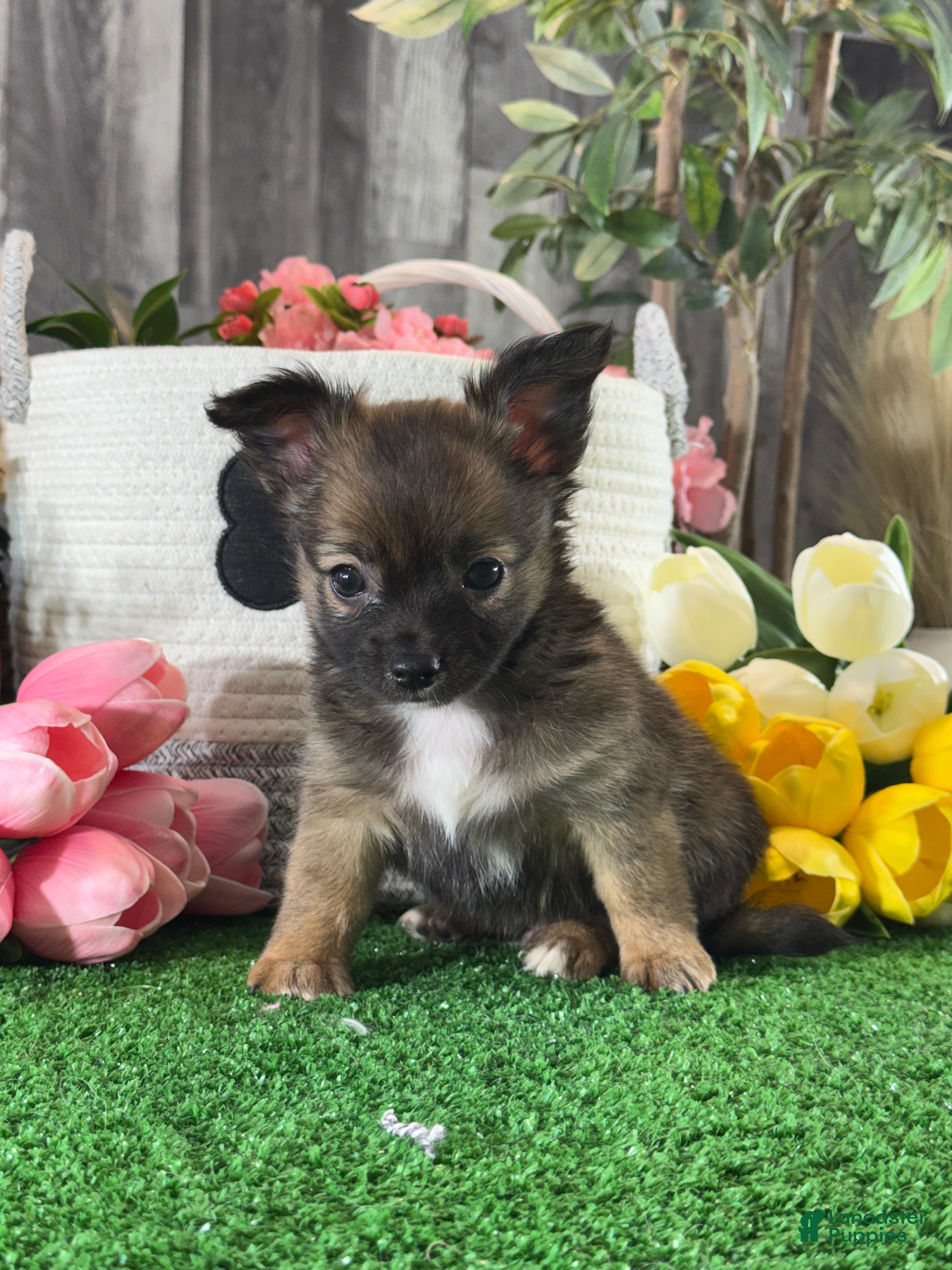 Chihuahua dogs Franklin  - Ad 37