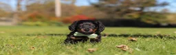 Miniature Dachshund dogs for sale: Cocktail - Ad 4