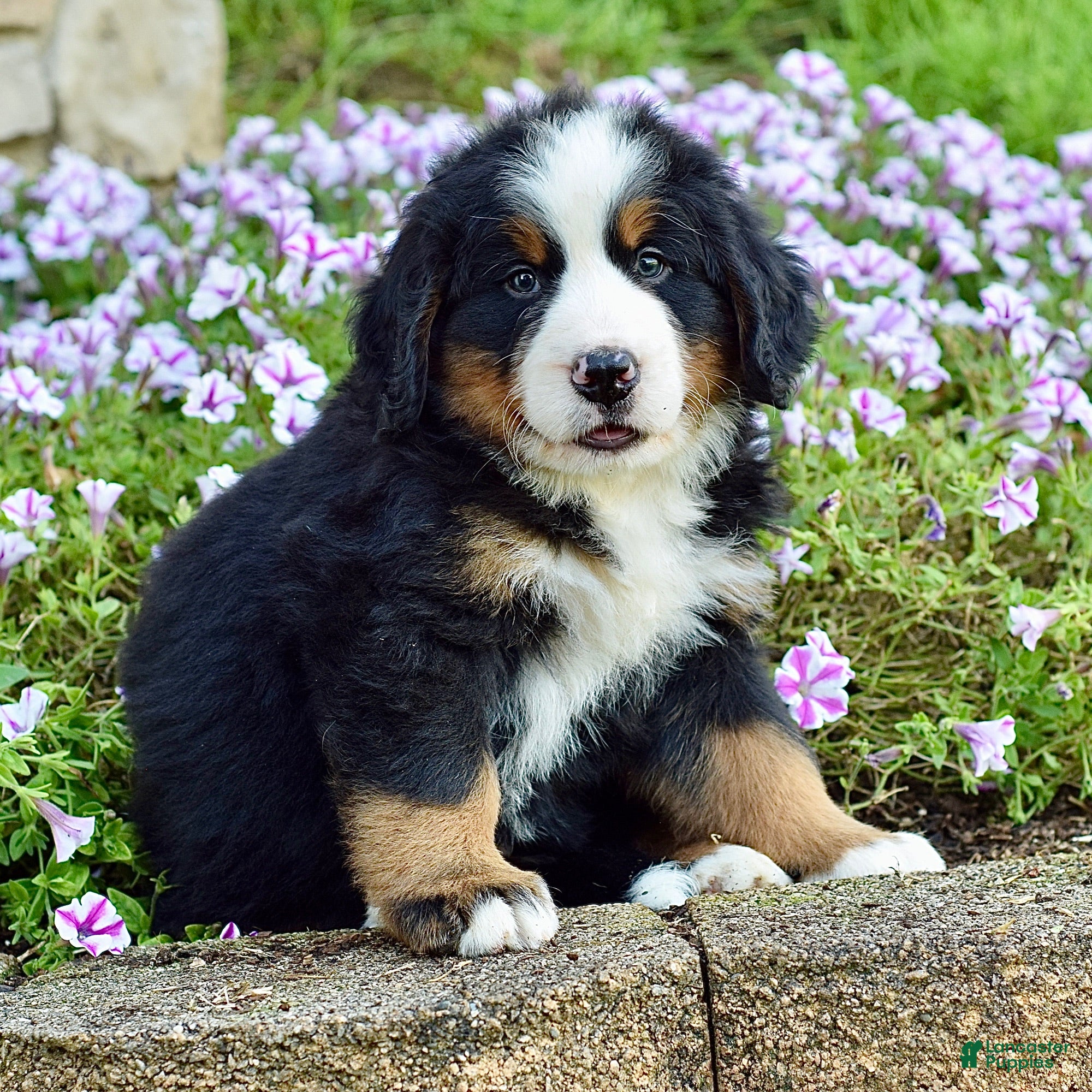Bernese Mountain Dog dogs Mr. Benjie - Ad 2