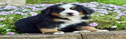 Bernese Mountain Dog dogs for sale: Mr. Benjie - Ad 2