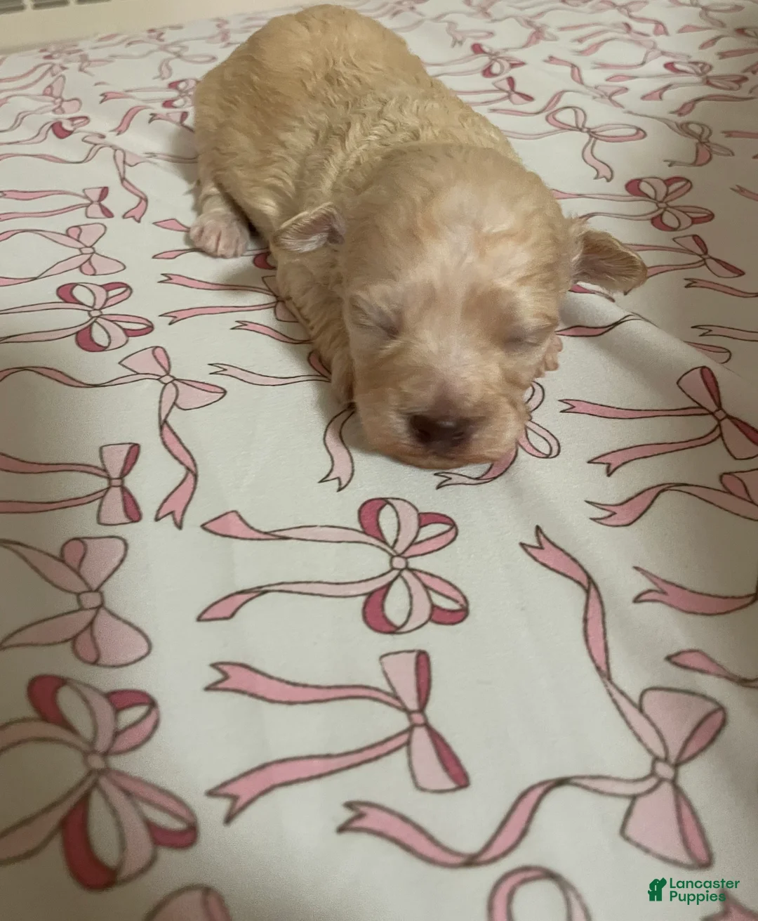 Shihpoo dogs for sale: Shihpoo 3 - Ad 2