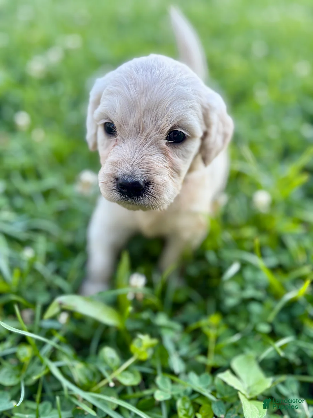 Goldendoodle dogs for sale: Goldendoodle 3 - Ad 1