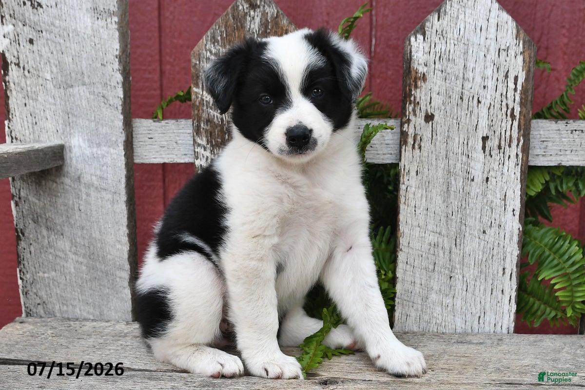 Border Collie dogs Duchess - Ad 1