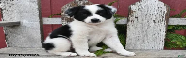 Duchess