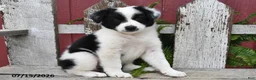 Border Collie dogs for sale: Duchess - Ad 1