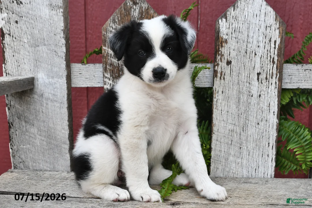 Border Collie dogs for sale: Duchess - Ad 1
