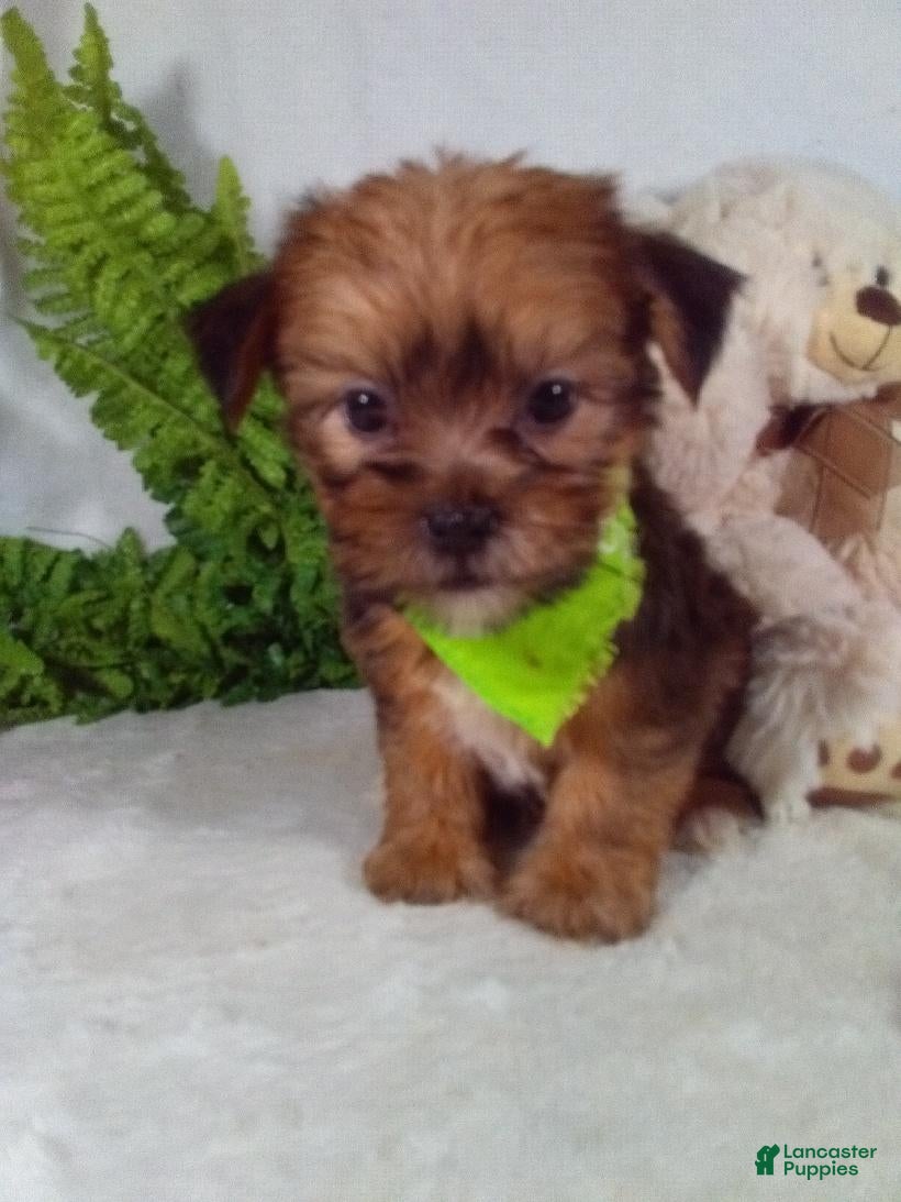 Shorkie dogs Gus - Ad 2
