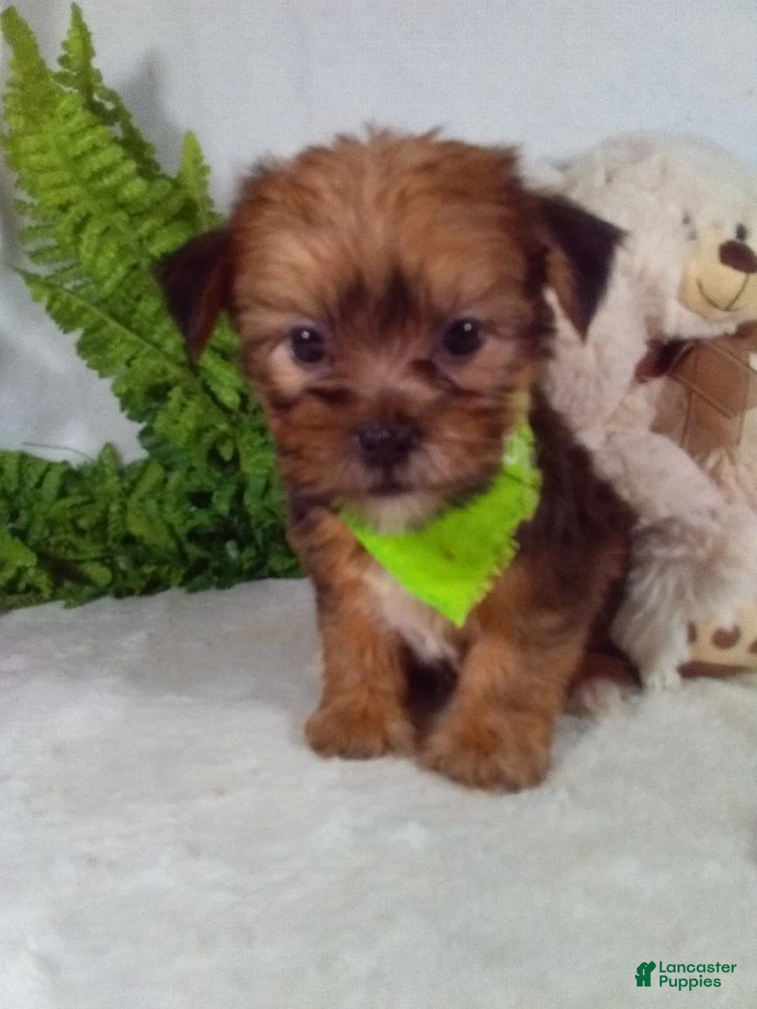 Shorkie dogs for sale: Gus - Ad 2