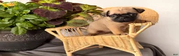 Pug dogs for sale: Popper - Ad 2