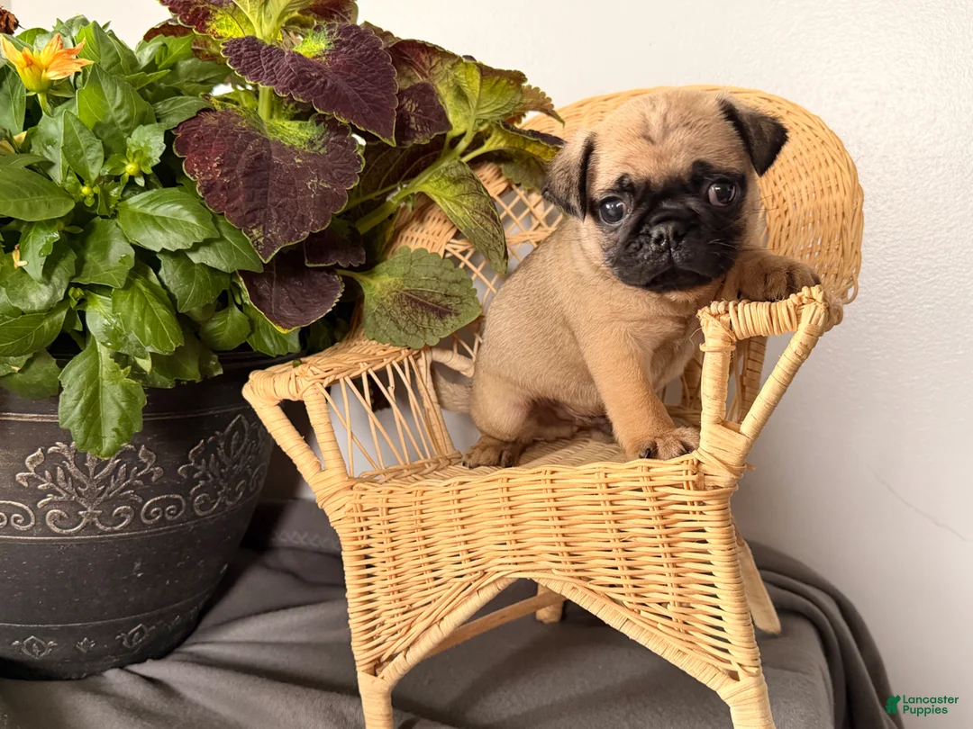Pug dogs for sale: Popper - Ad 2