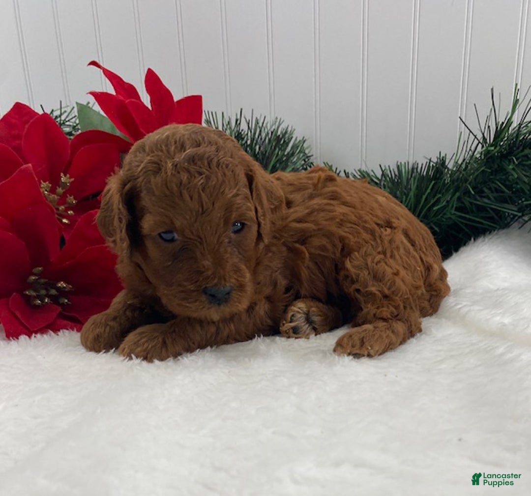 Cavapoo dogs for sale: Sparky - Ad 5