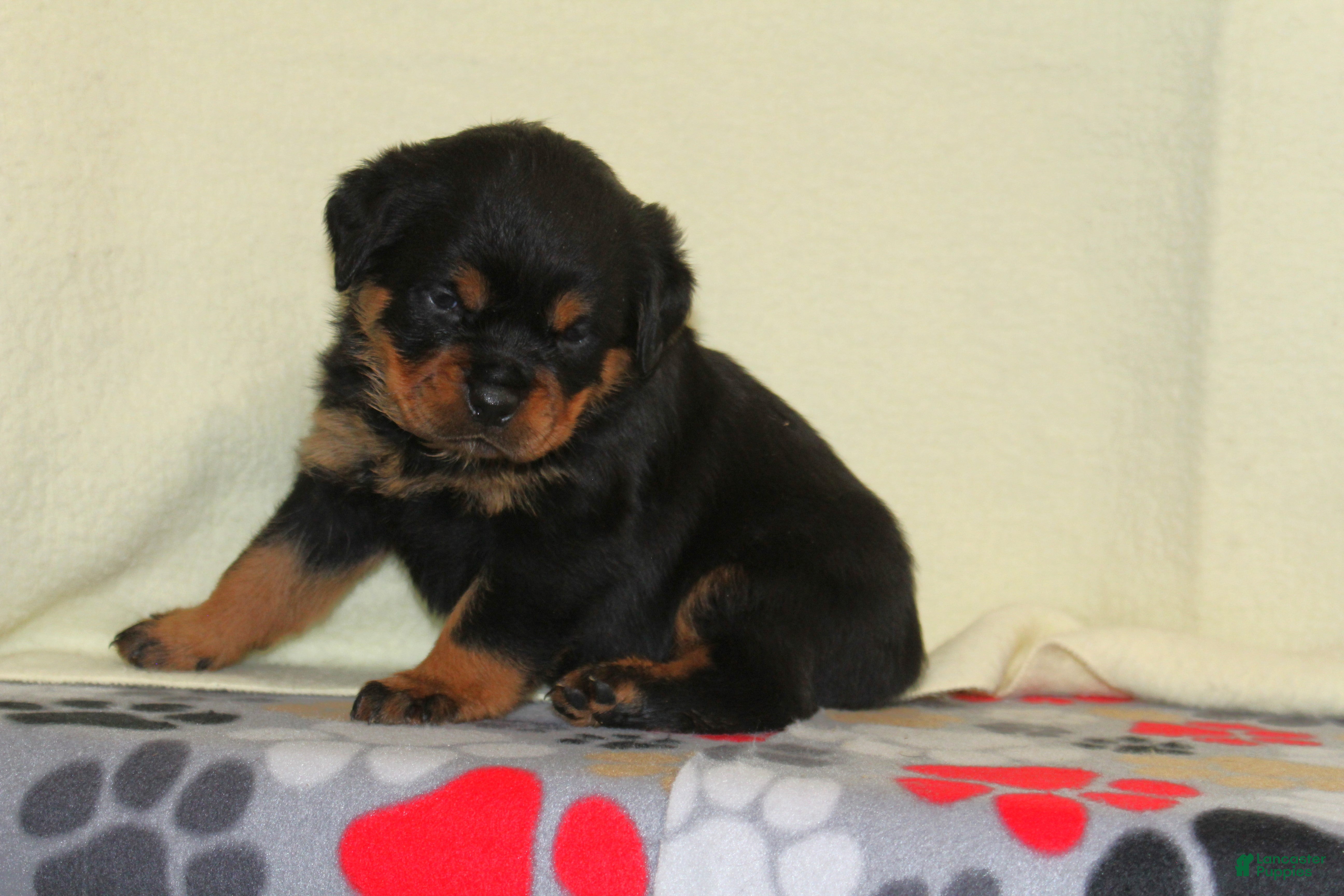 Rottweiler dogs Grace - Ad 7