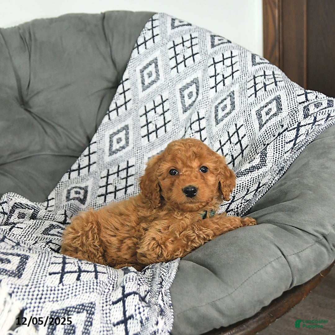 Mini Goldendoodle dogs for sale: Tinsel - Ad 5