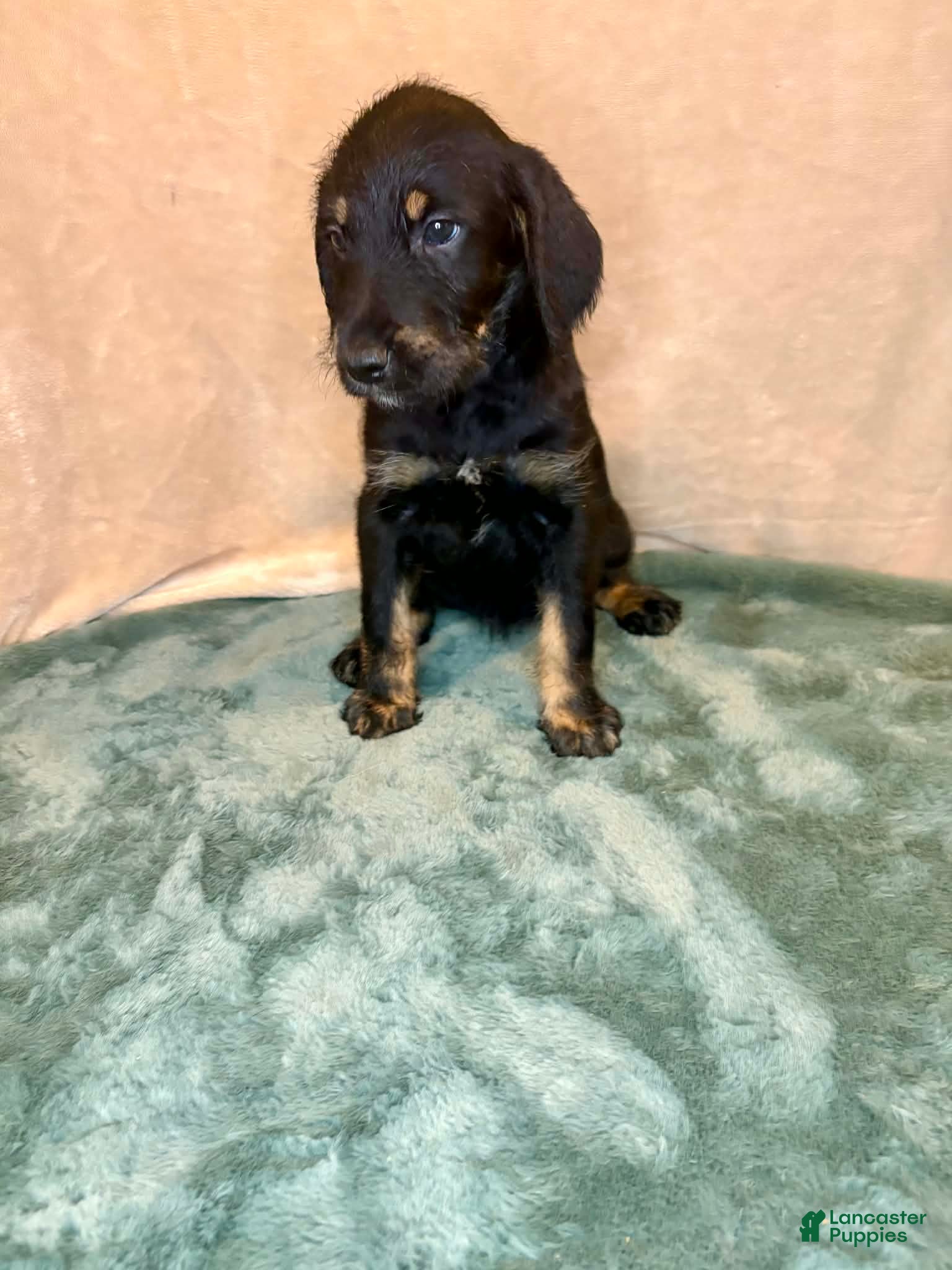 Mixed Breed dogs Tyra - Ad 2