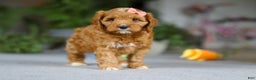 Cavapoo dogs for sale: Jewel - Ad 2