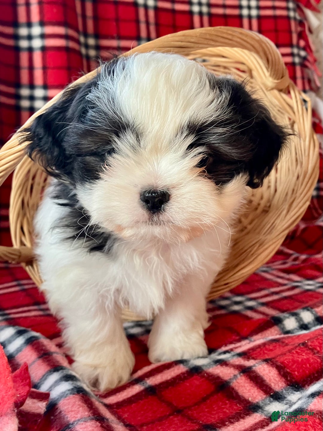 Shih Tzu dogs for sale: Louie - Ad 4