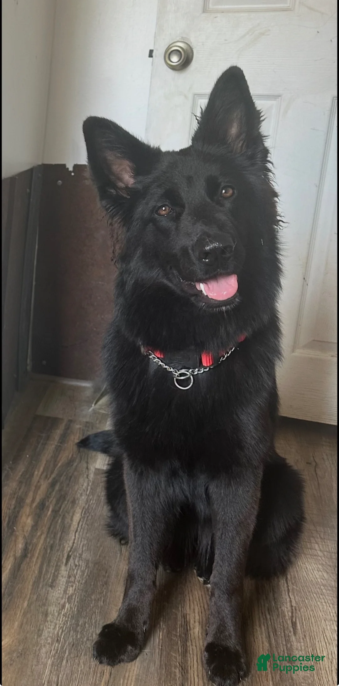 German Shepherd dogs for sale: German Shepherd Puppy 3 - Ad 2