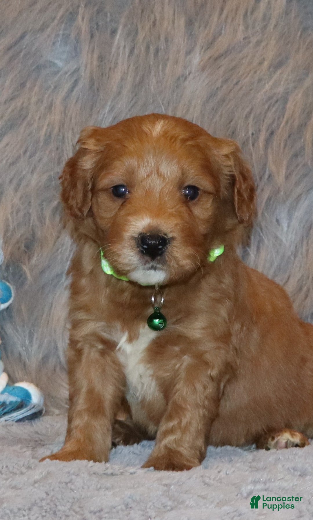 Mini Goldendoodle dogs for sale: Wyatt 💙👨‍👨‍👧‍👦💞🐕 - Ad 1