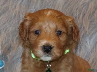 Mini Goldendoodle dogs Wyatt 💙👨👨👧👦💞🐕 - Ad 1