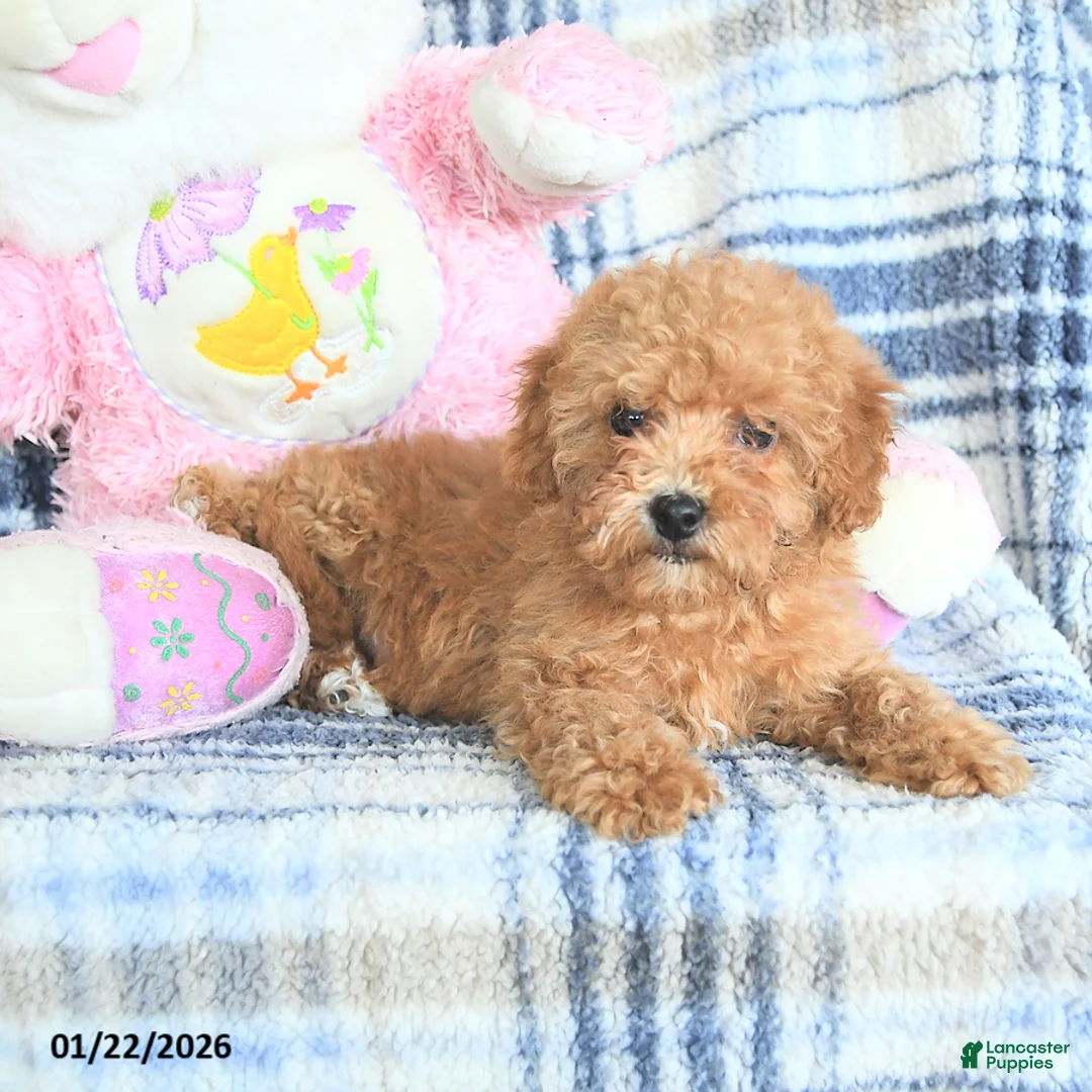 Havapoo dogs for sale: Darcy - Ad 5