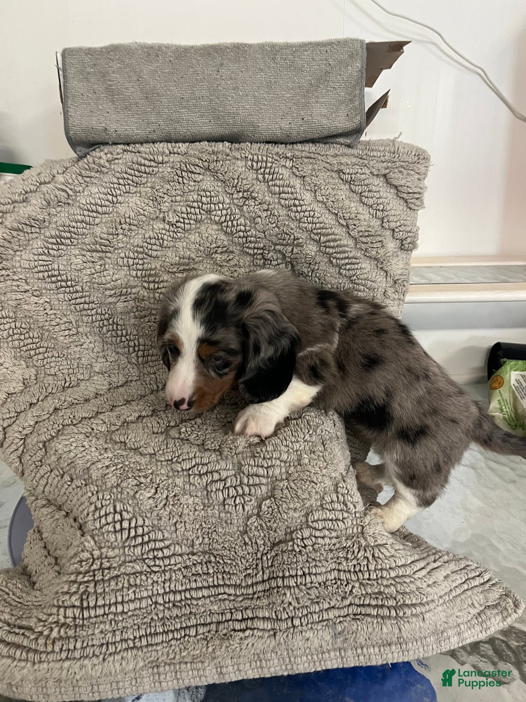 Miniature Dachshund dogs for sale: Rascal  - Ad 3