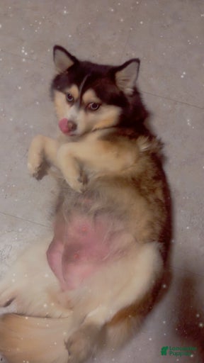 Gallery Image {{count}}