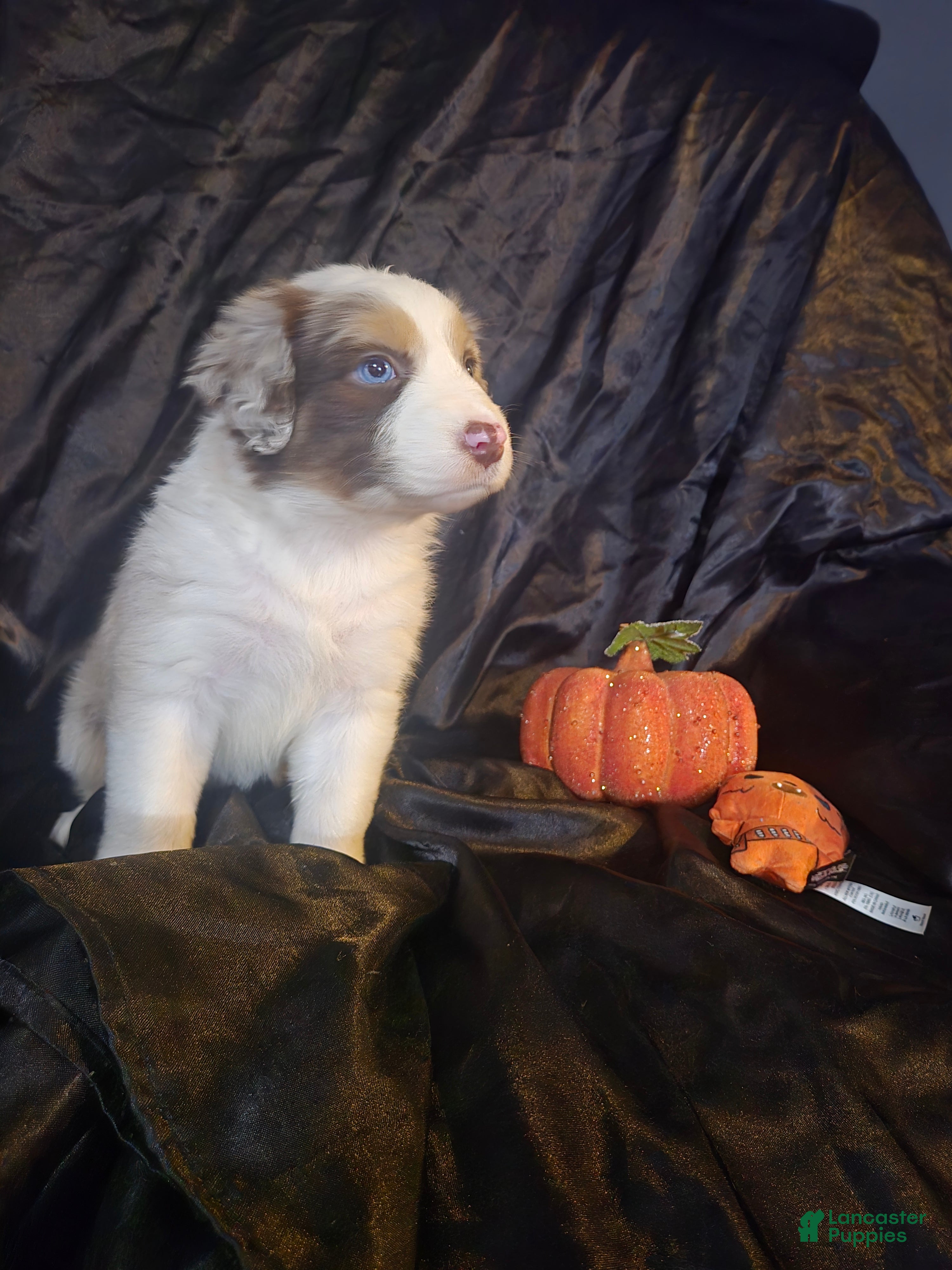 Australian Shepherd dogs "Scout" -girl Red merle (blue eyed girl) - Ad 41