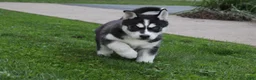 Siberian Husky dogs for sale: Alaska - Ad 8