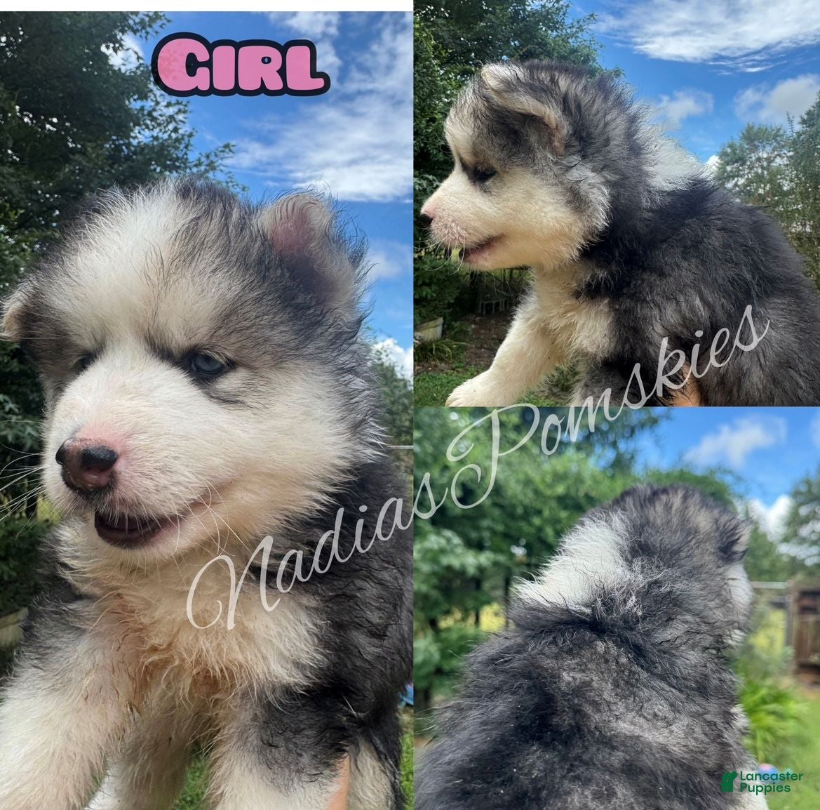 Pomsky dogs Pomsky 1 Girl  - Ad 1