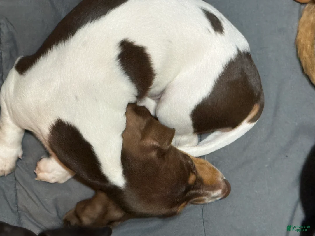 Dachshund dogs for sale: Dachshund Puppy 2 - Ad 2