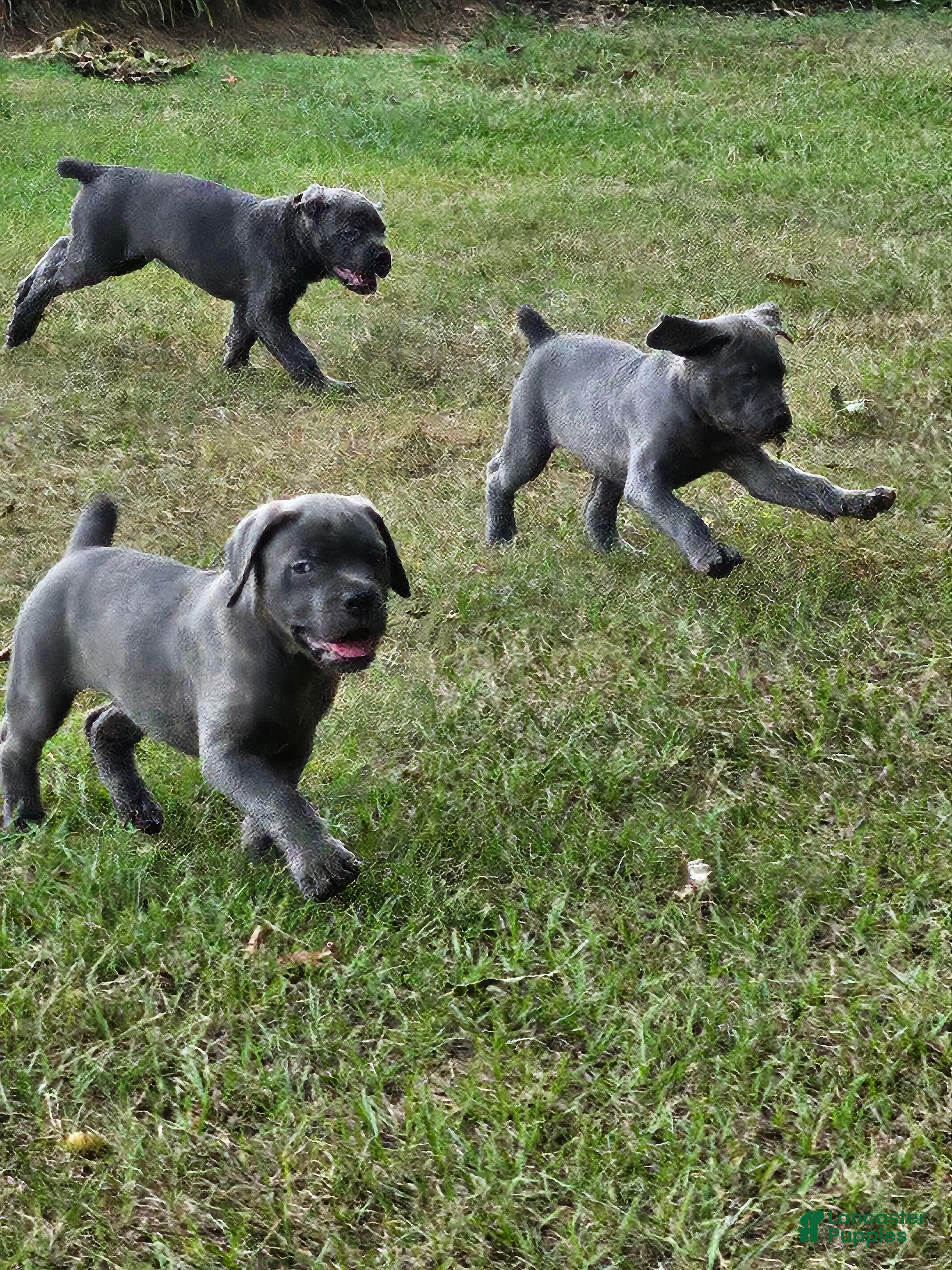 Cane Corso dogs Cane Corso 5 - Ad 29