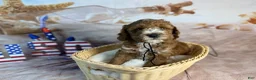 Mini Goldendoodle dogs for sale: Grogu - Ad 4