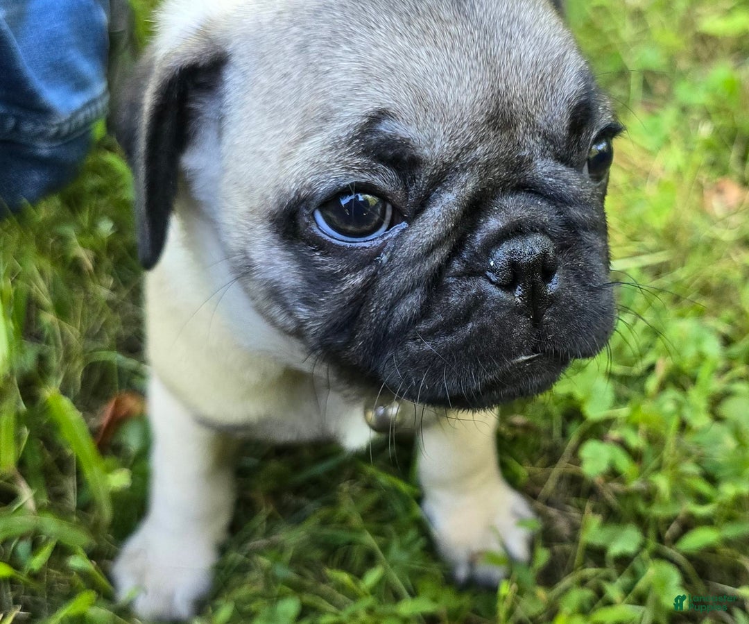Pug dogs for sale: Derek - Ad 2