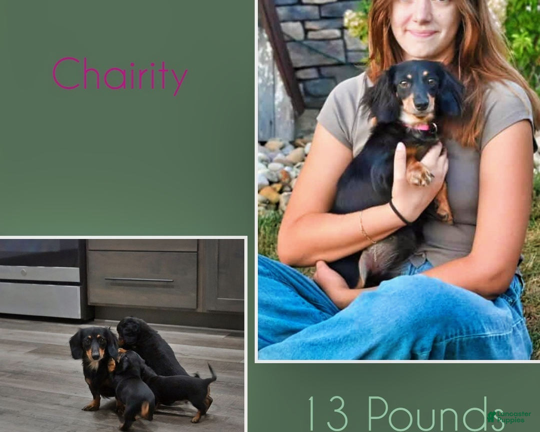 Miniature Dachshund dogs for sale: Benny - Ad 5