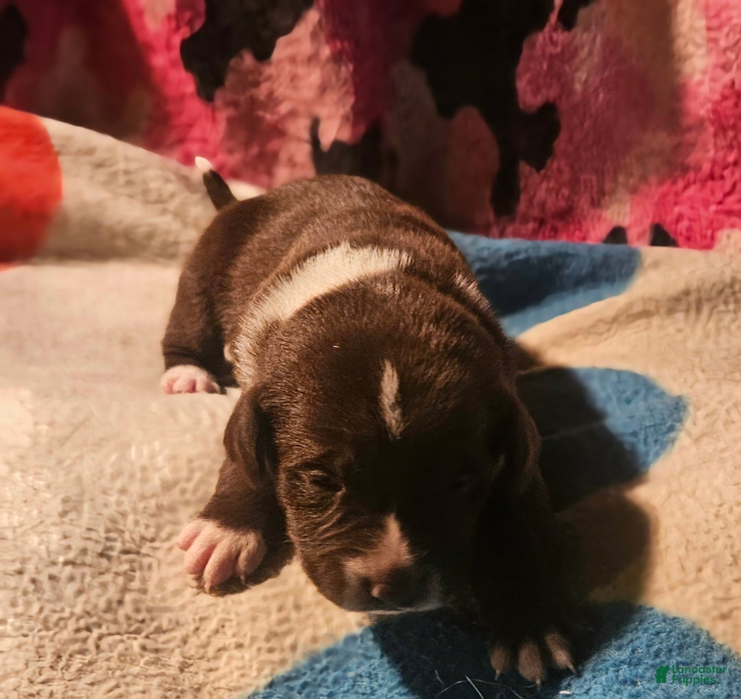 Border Collie dogs for sale: Bailey - Ad 3