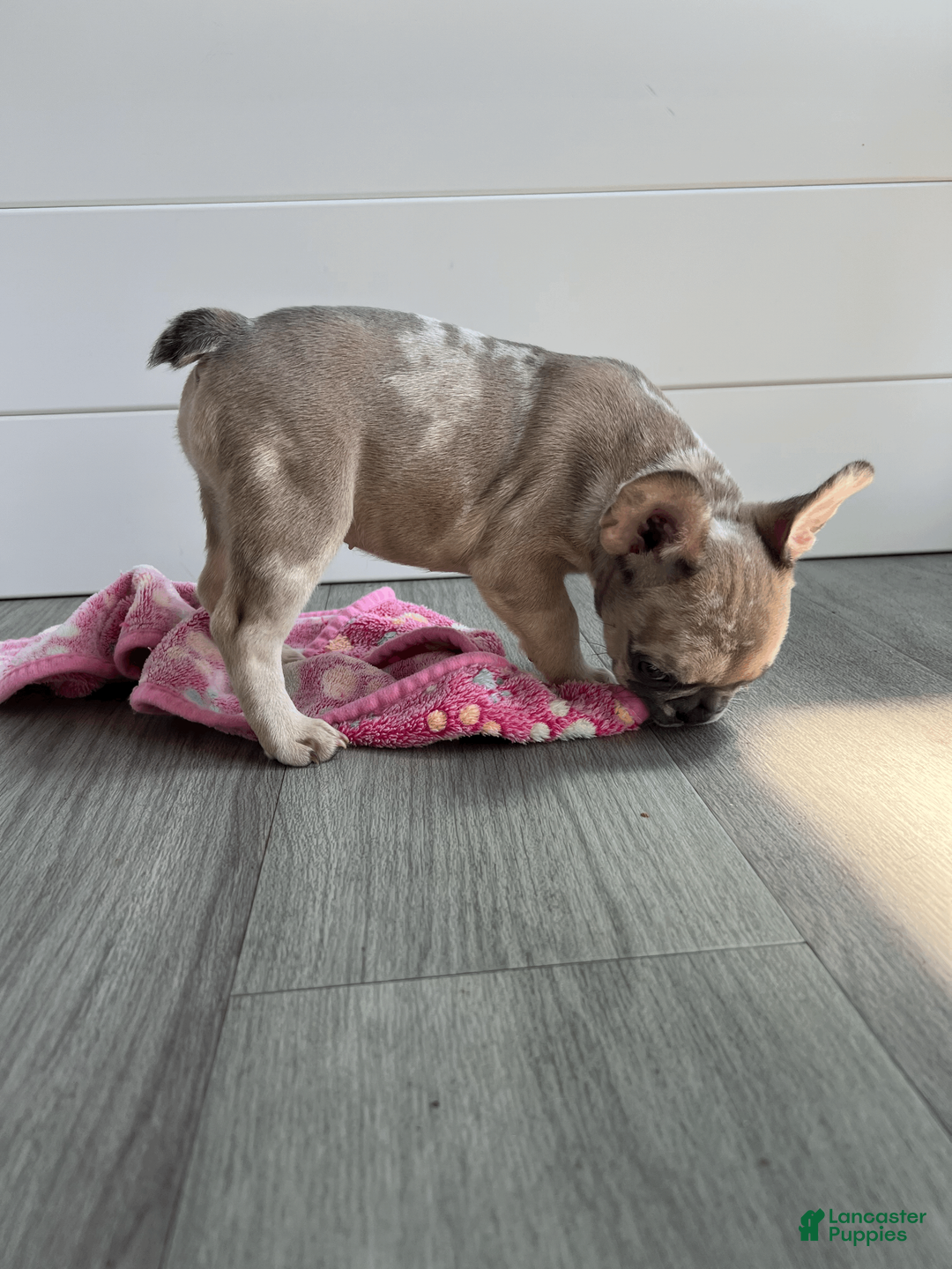 French Bulldog dogs for sale: DHALIA - Ad 2