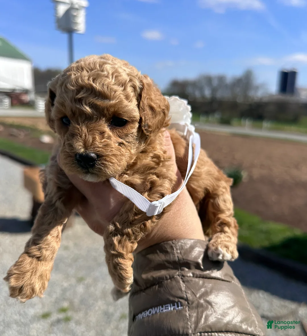 Toy Poodle dogs for sale: Feona- AKC Genetically tested Parents - Ad 1