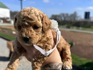 Toy Poodle dogs Feona- AKC Genetically tested Parents - Ad 3