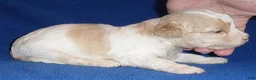 Shihpoo dogs for sale: Milo - Ad 5